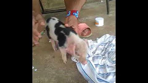 Como fazer porco dormir?
