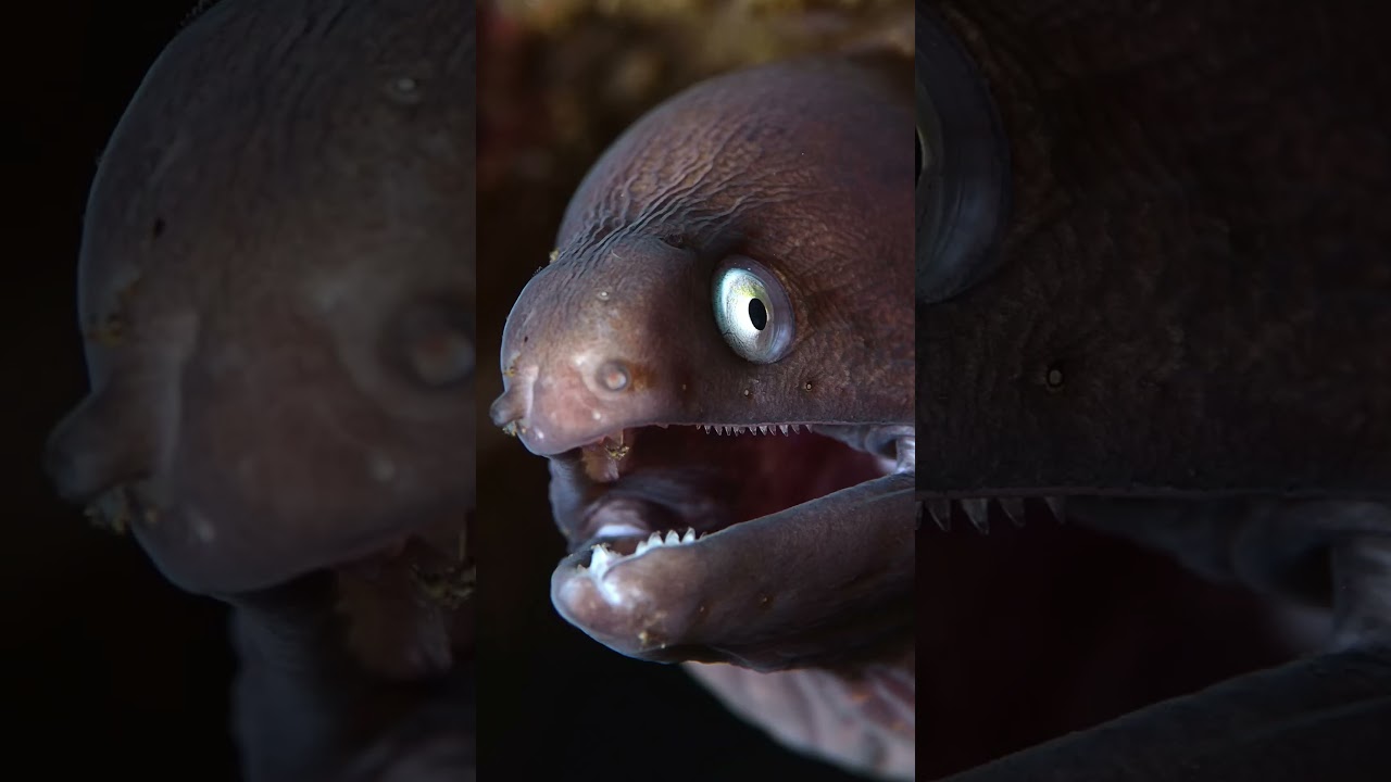 The Fascinating World of the Moray Eel