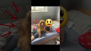 FUNNY things COCKER SPANIELS do #memes #dogs #dog #skit #funny #comedy #shortsfeed #subscribe