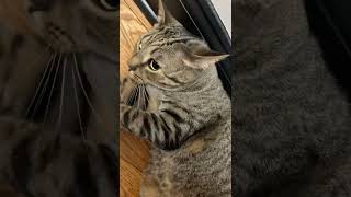 #cats #catsoftiktok
