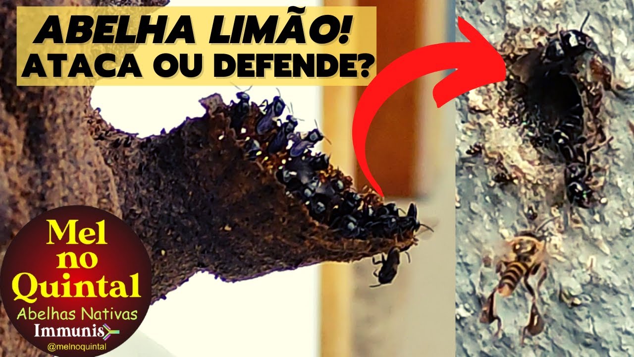 Abelha Limão ATACA ou DEFENDE o Meliponário?