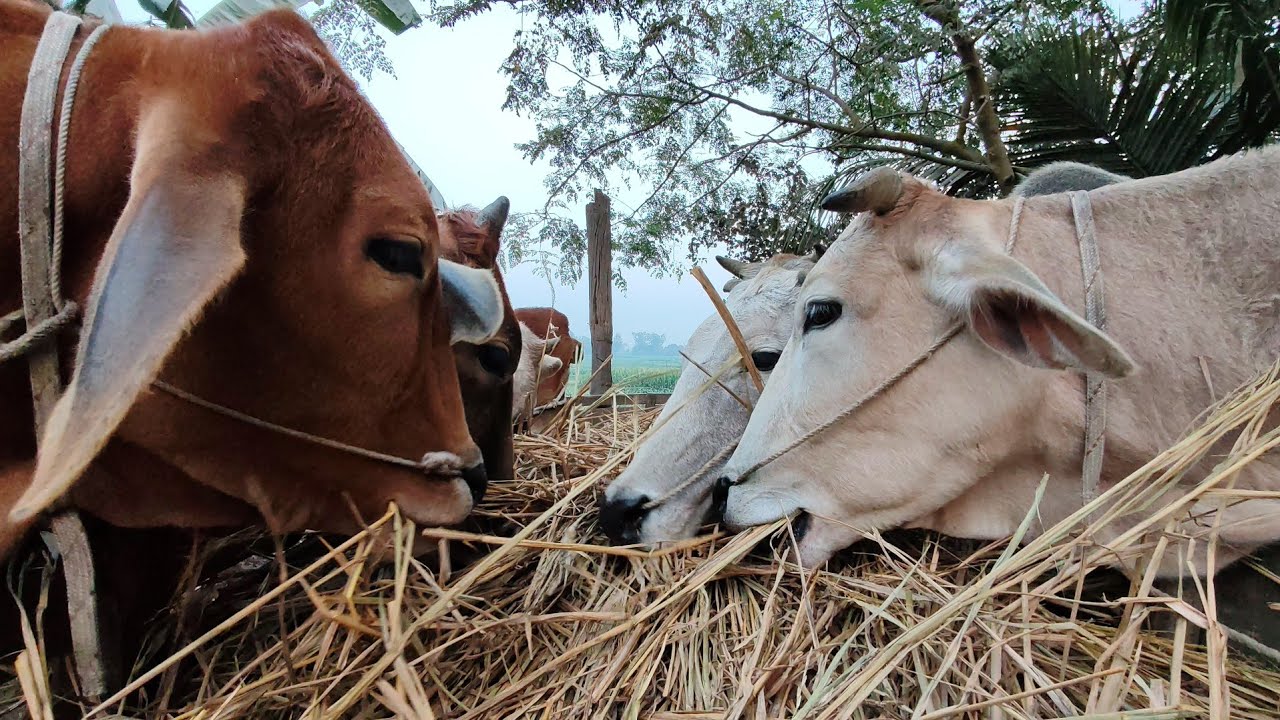 Relaxing Animal Sounds for Sleep | Cow ASMR