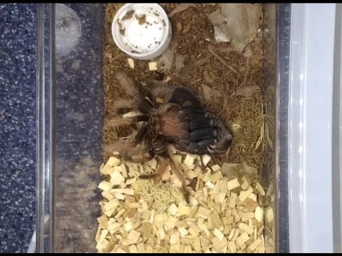 beautycon Brachypelma klaasi (Mexican Pink) Tarantula Molting !!! ~ Timelapse