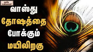 வாஸ்து தோஷத்தை போக்கும் மயிலிறகு | ரகசிய உண்மைகள் | Unknown Facts Tamil