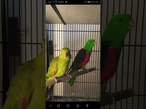 Red wing parrot. my parrots. love parrots subscribe please for more videos