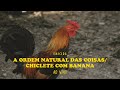 Capture de la vidéo Emicida - A Ordem Natural Das Coisas / Chiclete Com Banana - Ao Vivo Part. Mc Tha #Amareloaovivo