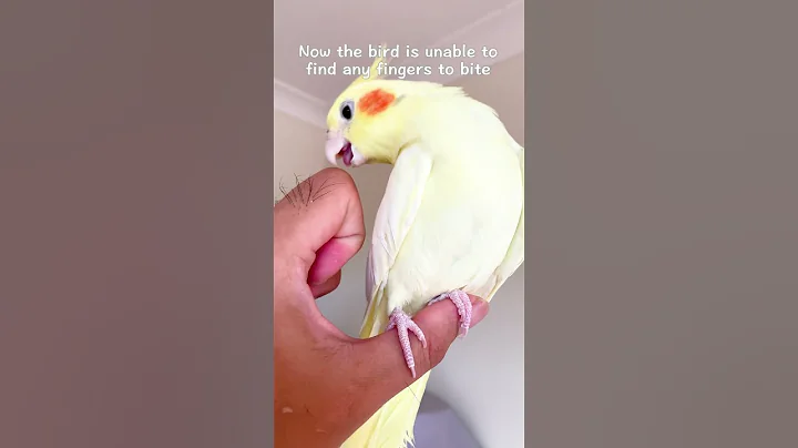 The Right Way To Prevent A Bird From Biting Your Fingers - DayDayNews