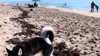 291-Balto and Drujok at Haulover Beach, May-2015
