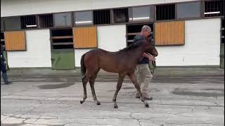 Hijo macho 2024 Blue Stripe y Flighjtline