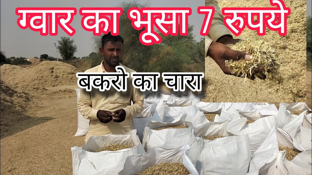 goat feeds ग्वार का भूसा नीरा बकरो का फीड। हरि पत्ती के विक्रेता।