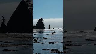 Living on a Beach! | Olympic National Park! | Washington #shorts #washington #backpacking #camping @explorationvisuals