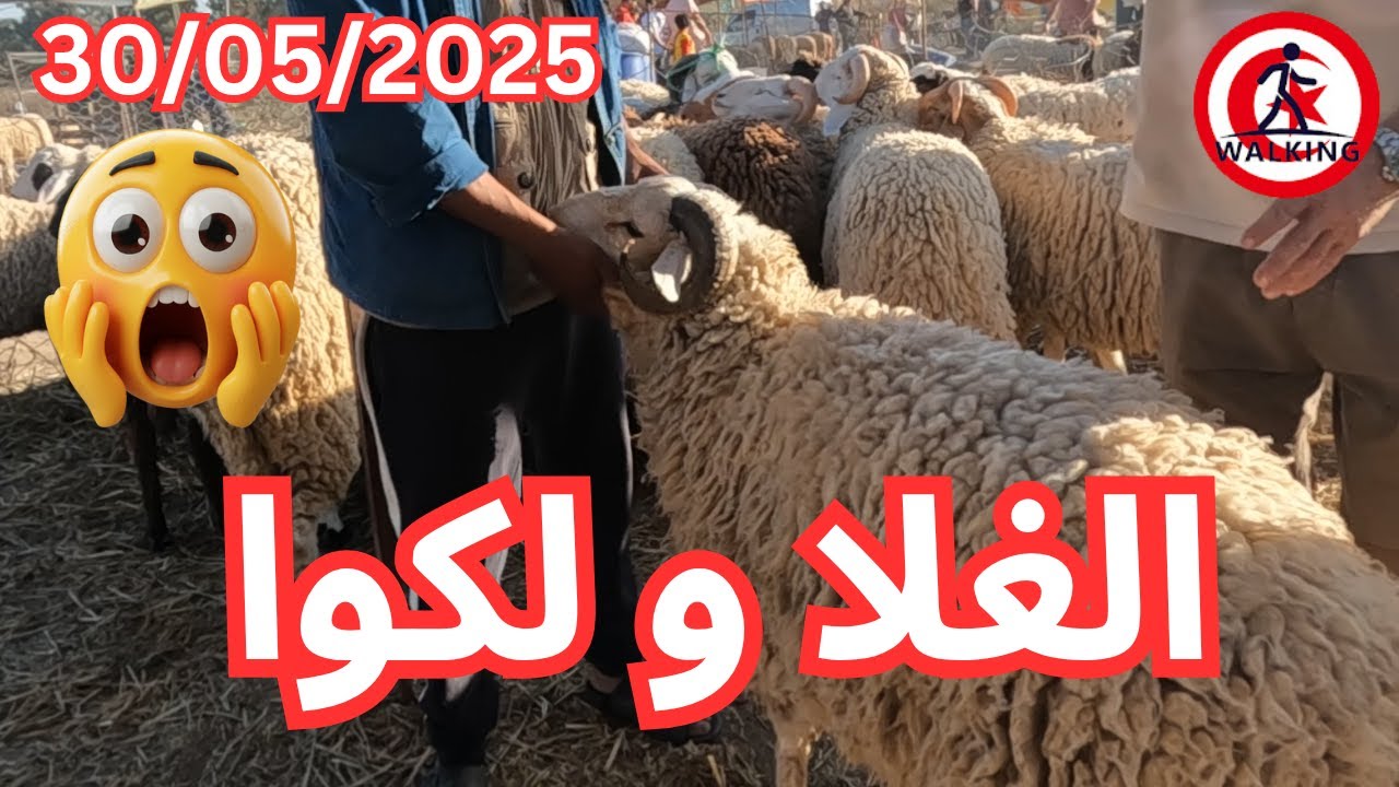 جولة في رحبت العلوش كبارية ومروج إثنين تونس 30/05/2025 (4k)