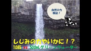 水質浄化検証！　しじみ10匹 vs グリーンウォーター！！