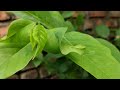 Nature Of In My Home Garden