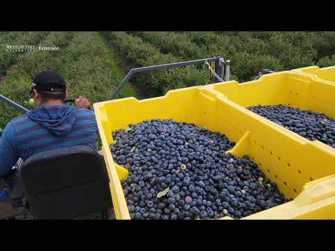 blueberry-mechanical-harvesting-sorting-and-packaging