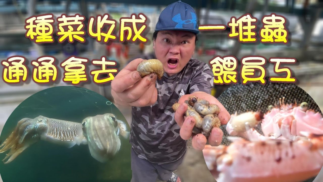 【母雞抖】阿坤有土樂園蟲蟲危機，雞母蟲大舉侵犯，一隻隻物理清除餵食員工之餘，還意外學到了不少新知識。