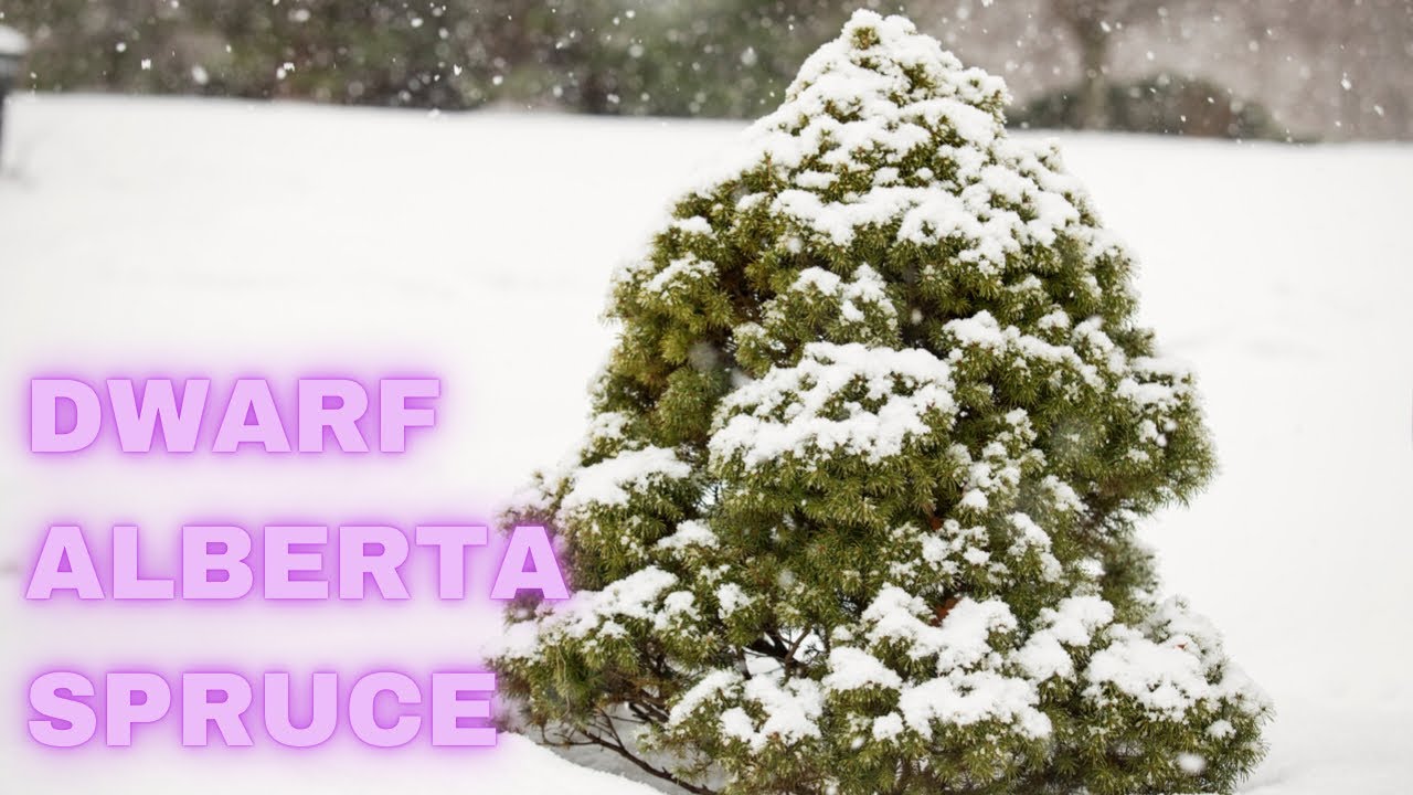 Dwarf Alberta Spruce | Inspiration For Your Garden #Indoorchristmas