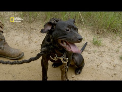 Vidéo: Maladie canine