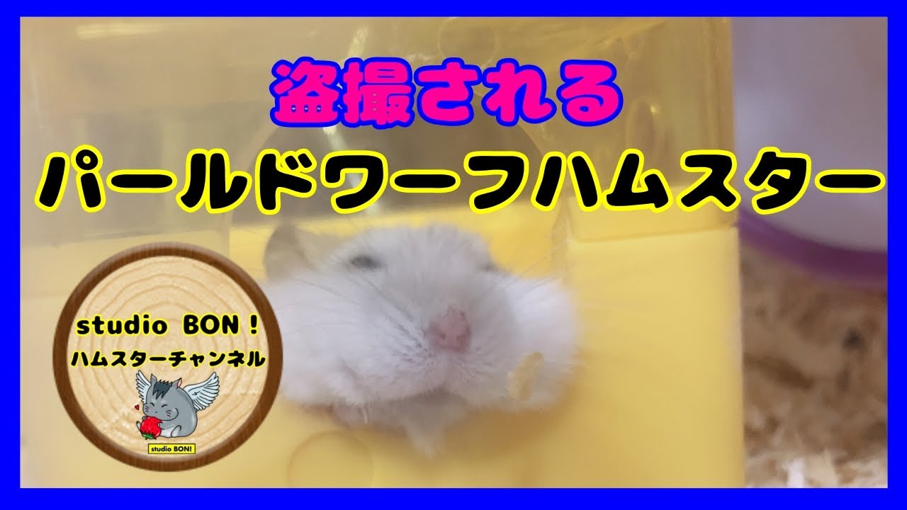 盗撮に気付いたハムスター パールドワーフハムスター Youtube