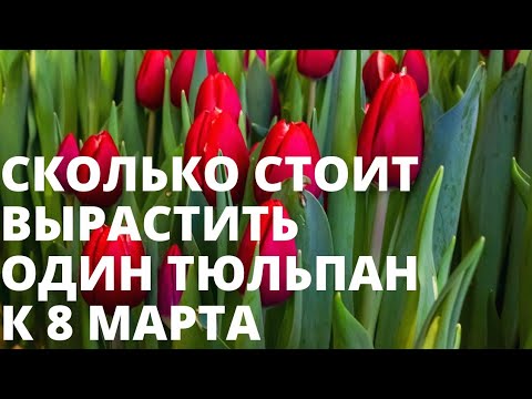 Сколько стоит вырастить тюльпан? Считаем себестоимость честно