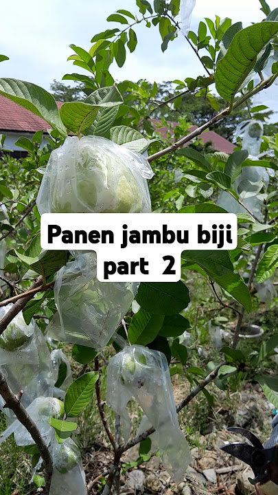 Panen Jambu Biji Part 2 #jambu #jambubiji #panenjambu
