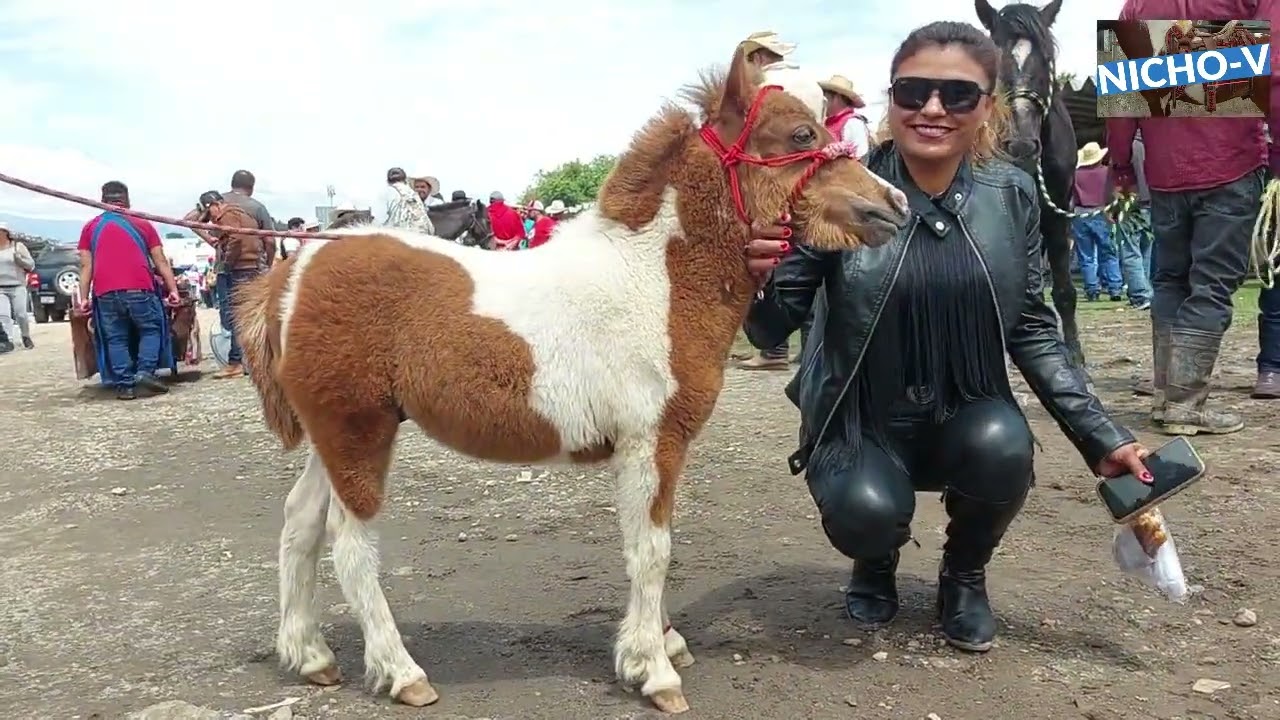 LOS MEJORES PONYS DEL RANCHO LAS TABLAS Y EL PUENTE DE SAN BERNABE. EDOMEX.