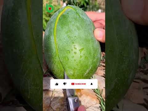فاكهة المانجو الرائعة ماذا تعرفون عن فوائدها