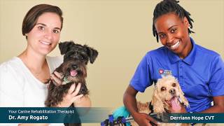 Canine Physical Rehabilitation - What to Expect by TampaBayVets 982 views 5 years ago 1 minute, 31 seconds