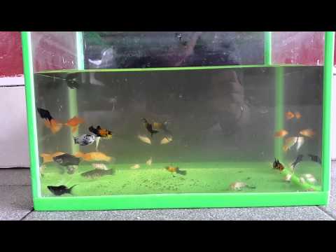 Ikan Black Ghost Jantan Dan Betina
