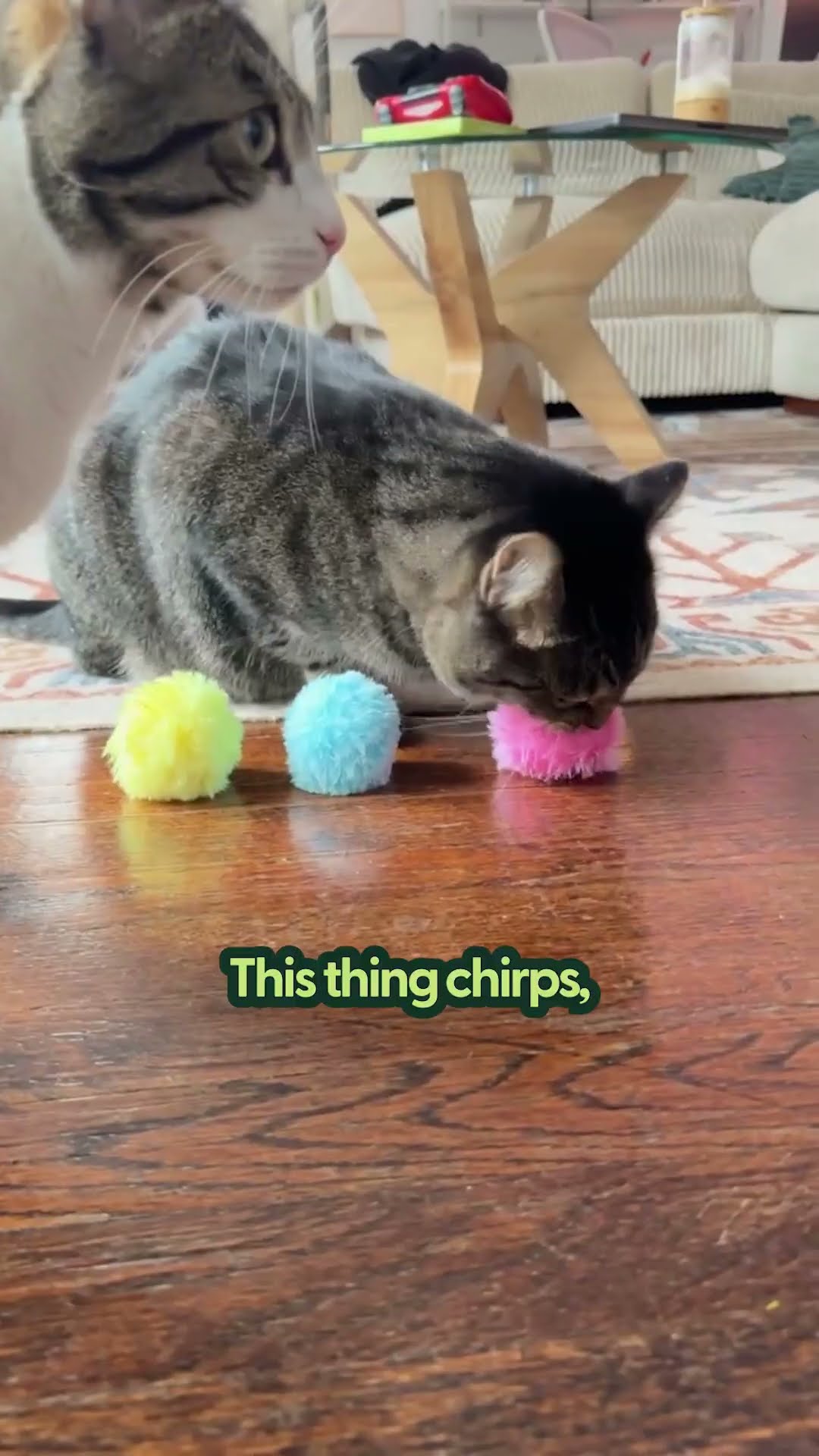 This $10 Toy Will Be Your Cat’s New Obsession! | The Pack