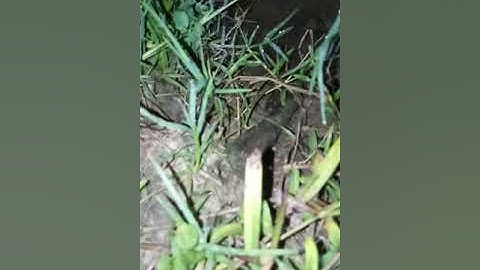 Bắt cá cạn mùa khô