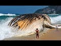 7 Most Giant Sea Creatures You've Ever Seen