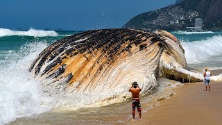 7 Most Giant Sea Creatures You've Ever Seen
