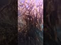 Diving on a crystal blue lake - ambient jam