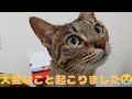 大変なこと起こりました【something terrible happened】