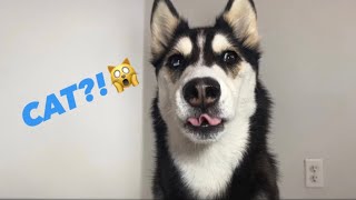 My Talking Husky Answers Your Questions! (She Beat Up Alexa)