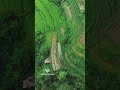 Pacung Rice Terrace In Bali مدرجات باكونج للأرز في بالي Pacung Rice Terrace In Bali مدرجات باكونج للأرز في بالي