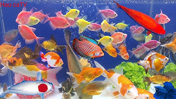 Tổng hợp các loại cá cảnh đẹp, cá Koi, cá tai tượng châu phi, cá trê hồng vĩ, rùa, cá sấu...