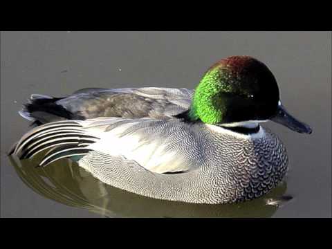 To a Waterfowl: A Rap Parody of "Feel Good Inc." i...