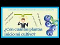 Como iniciar con el cultivo del arndano con cuantas plantas inicio