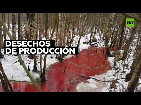 Video: Dónde Se Encuentran Las Truchas En Rusia