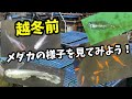 越冬前の確認事項！【めだか】