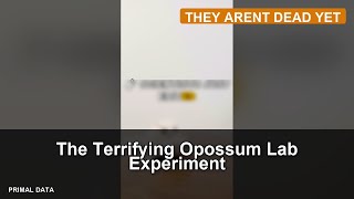 The Terrifying Opossum Lab Experiment