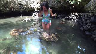 ЗАНЗИБАР НУНГВИ АКВАРИУМ ЧЕРЕПАХ БАРАКА ZANZIBAR BARAKA AQUARIUM 08 ЗАНЗИБАР НУНГВИ АКВАРИУМ ЧЕРЕПАХ БАРАКА ZANZIBAR BARAKA AQUARIUM 08