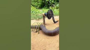 Wow! Simple DIY big snake trap using black Bicycle chain #shortsvideo #snake