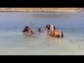 Swimming with the Horses