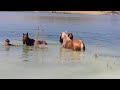 Swimming with the Horses