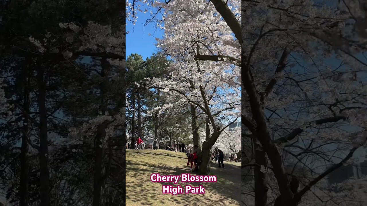 Breathtaking Cherry Blossom High Park-Toronto 2024
