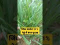 What To Do For Germination In Wheat Cullo In Wheat Wheat Farming Irrigation And Zinc Sulphet 