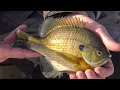 Missisisippi River Panfish on Ice